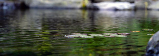 Spring Pond Troubleshooting: What’s Normal & What’s Not