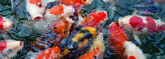 Microbe-Lift Fish Food Guide