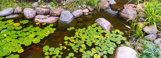 Spring Pond Start-Up Guide: How to Open Your Pond After Winter
