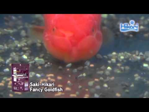 Saki-Hikari Fancy Goldfish Color Enhancing