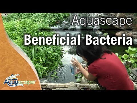Aquascape Pond Starter Bacteria