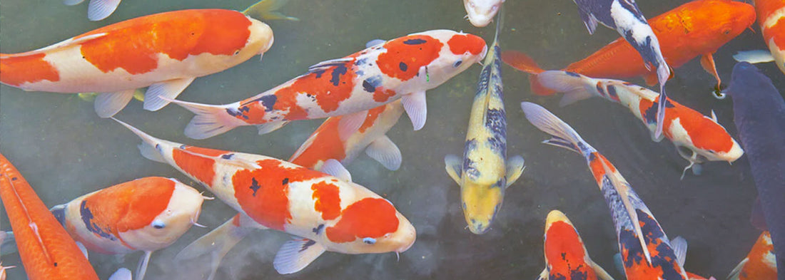 Ich Treatment Guide for Aquariums & Koi Ponds