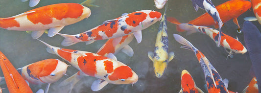 Ich Treatment Guide for Aquariums & Koi Ponds