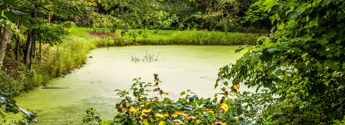 How to Clear Green Pond Water