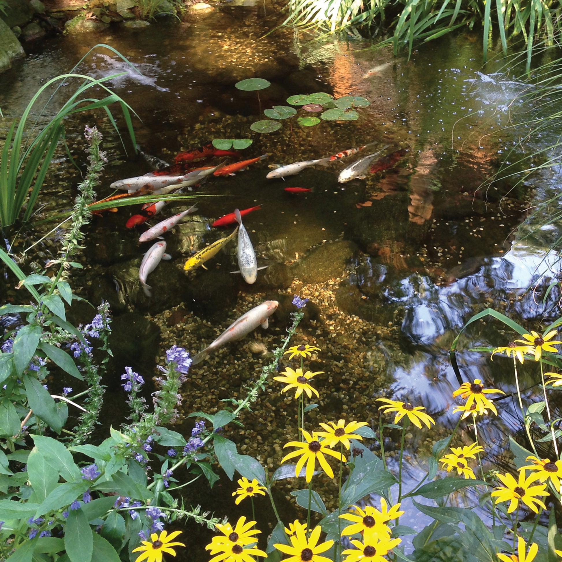 Photo of Atlantic-Oase Pond Kits