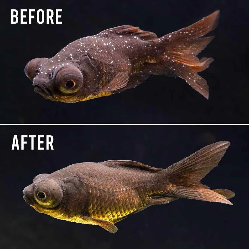 Ich before and after