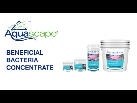 Aquascape Beneficial Bacteria Concentrate