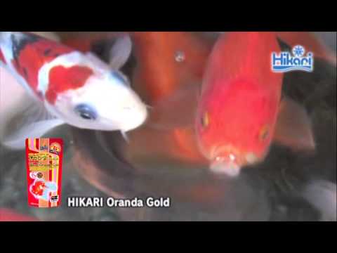 Hikari Oranda Gold