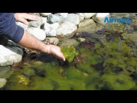 CrystalClear D-Solv Oxy Pond Cleaner